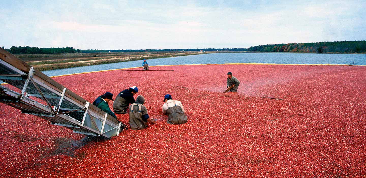 automated conveyor system in a cranberry field