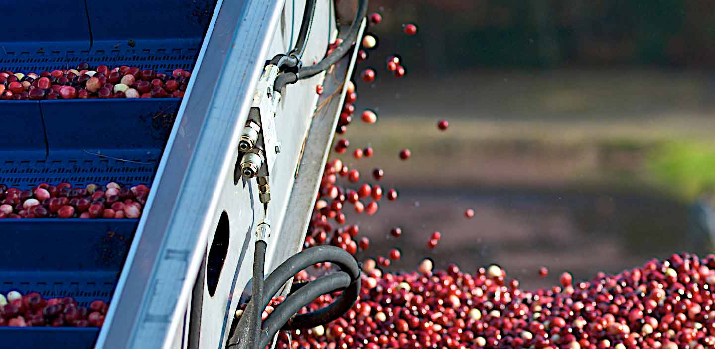 cranberry automated conveyor systems